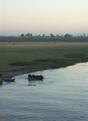 Water buffalos crossing the Nile