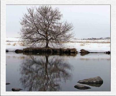 LoneTree