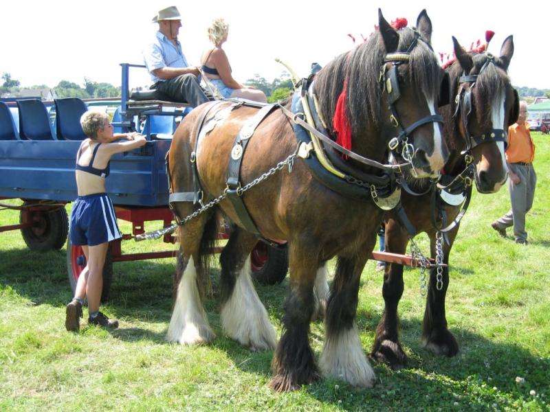 Shire Horses, Tye & Ryan.JPG (1141)