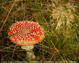 Turnhout (Belgium) - Natuurgebied 'De Melle'