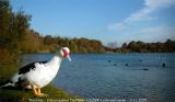 Turnhout (Belgium) - Natuurgebied 'De Melle'