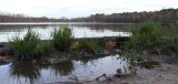 Turnhout (Belgium) - Natuurgebied 'De Melle'