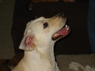 Jaz004.jpg