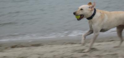 JazzRunBeach001.jpg