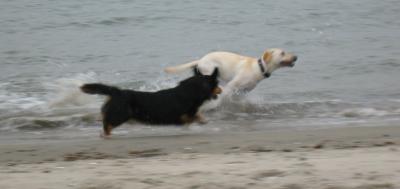JazzRunBeach002.jpg