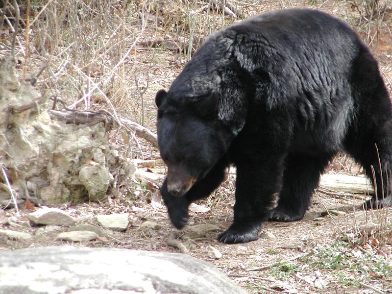 American black bear