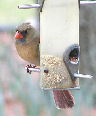 Mrs. Cardinal