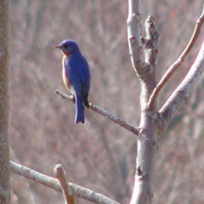 Bluebird (near Pilot Mountain)
