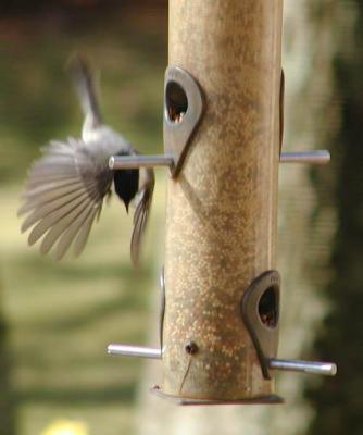 Chickadee (diving)