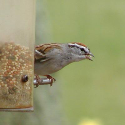 Chipping Sparrow (close crop)