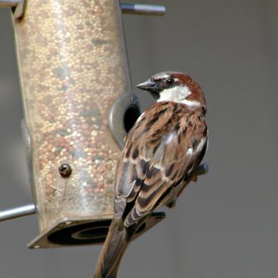 English Sparrow (cropped version)