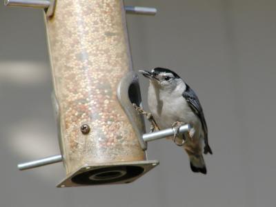 White-Breasted Nuthatch