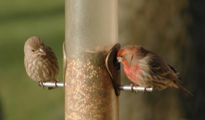 House Finch (male & female)