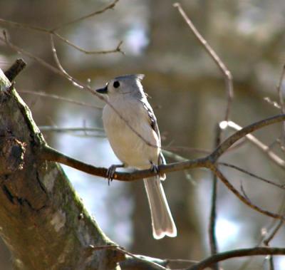 Tufted titmouse