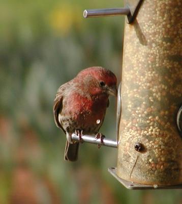 House Finch