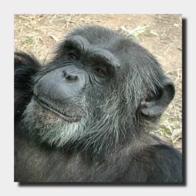 Chimpanzee (grandad)