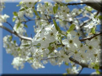 Bradford Pear Tree