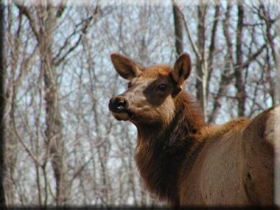 American Elk (female)