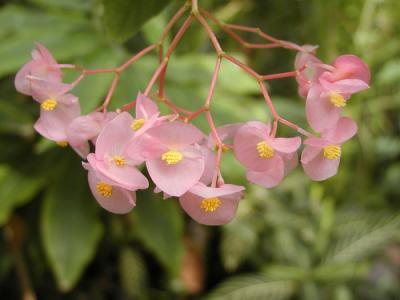 Wax begonia