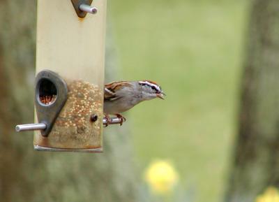 Chipping Sparrow