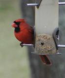 Mr. Cardinal