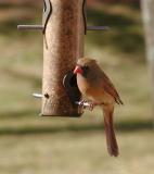 Female Cardinal (edited)