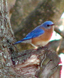 Bluebird (backyard) (cropped)