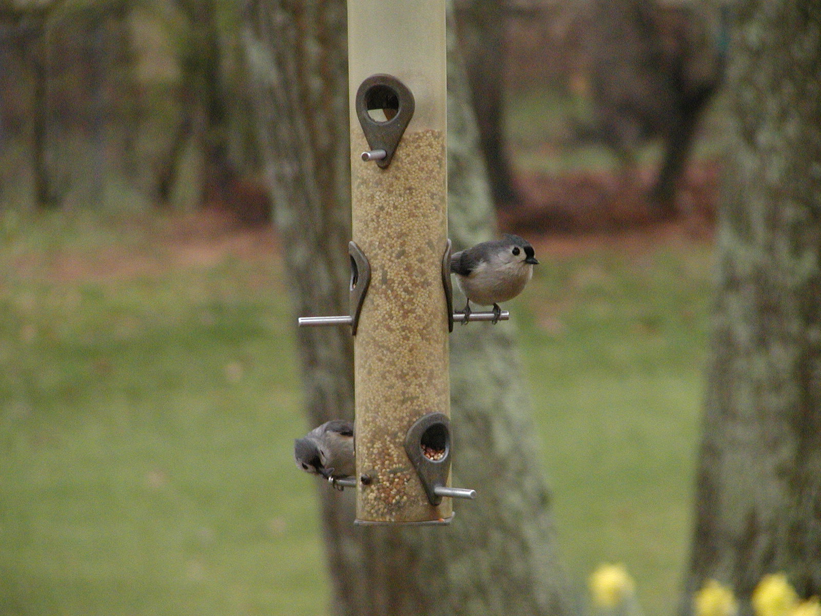 Tuffed Titmice