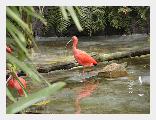 Scarlet ibis (<i>Eudocimus ruber</i>)