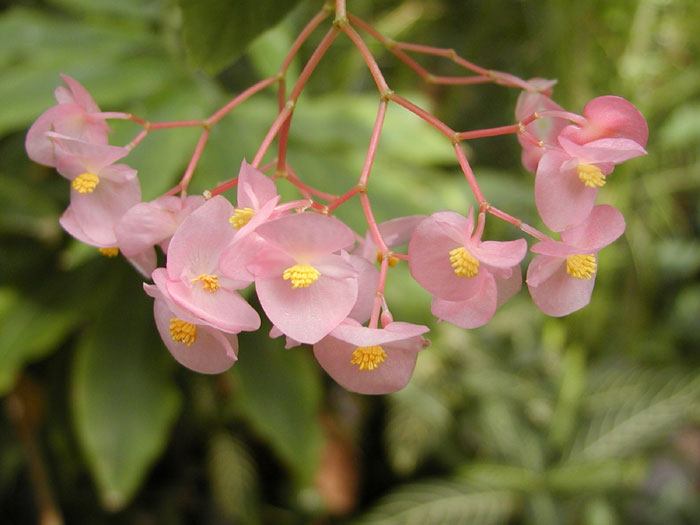 Wax begonia