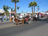 Miniature Horse Cavalcade