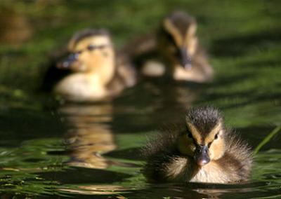 Scouting Ahead - Ducklings