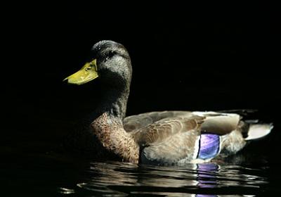 In The Limelight