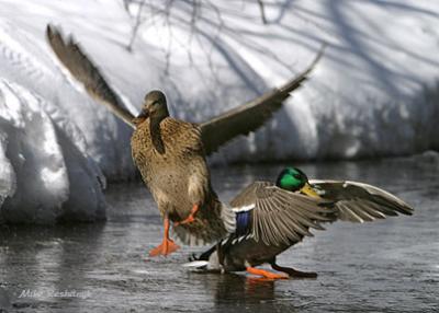 Glacial Surprise - Mallard Ducks