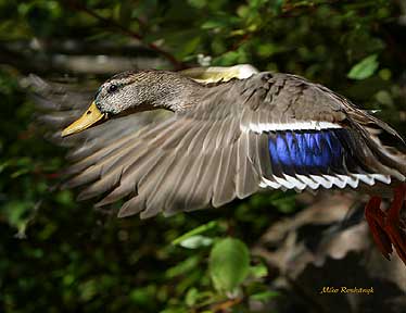 Colourful Spread - Duck