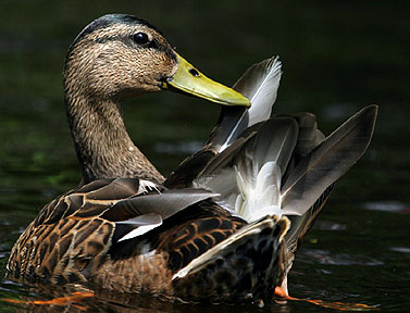 Selecting A Fine Feather