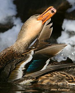 Dynamic Feather Mending