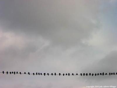 12.11 birds on a wire