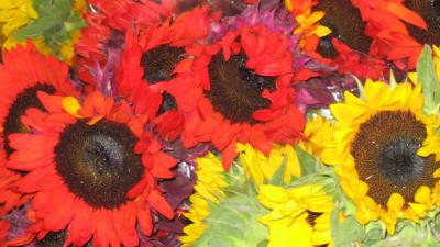 California Sunflowers