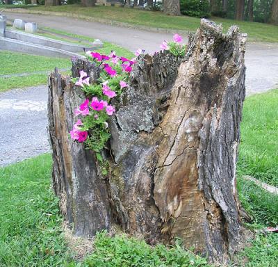 Petunia Stump