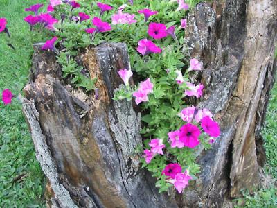 Petunia Stump 2