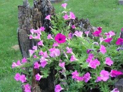 Petunia Stump 3