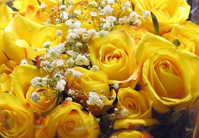 Yellow Roses