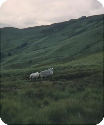 Sheep in the hills  (while hiking up Ben Lomond?)