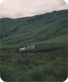 Sheep in the hills <br> (while hiking up Ben Lomond?)