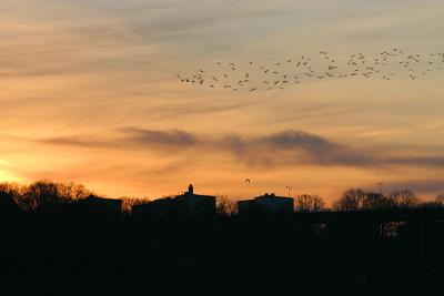 Dec 11: Gulls on evening tour