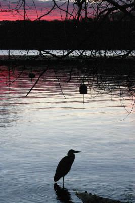 Heron watching the sunrise over Stockholm