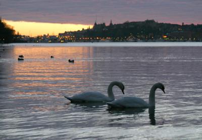 Swans in pair