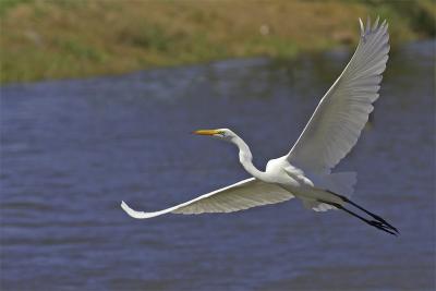 Egret_Takeoff4.jpg