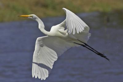 Egret_Takeoff3.jpg